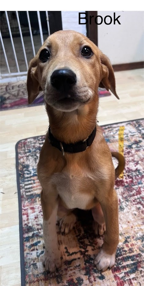 Brooke is a tand and white, 5 month old Pharaoh Hound Mix, pictured here sitting nicely and wearing a black collar.