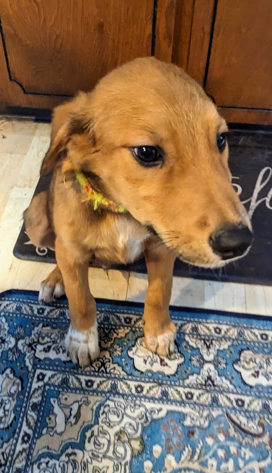 Wallace is a tan and white, 5 month old Pharaoh Hound mix, pictured here sitting on a floor matt reading "grateful."