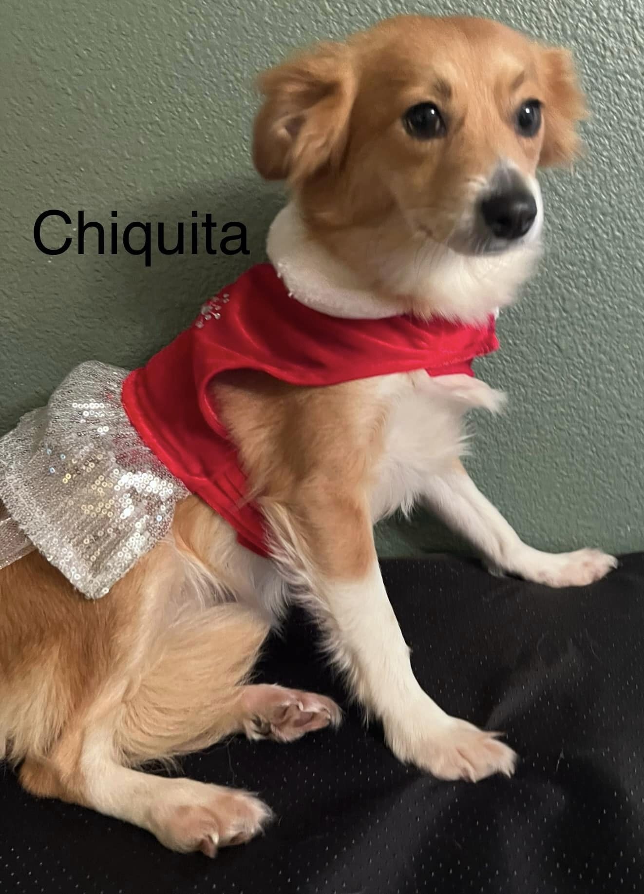 Chiquita is a two year old tan and white long haired chihuahua. In this picture she is wearing a red and sequined outfit.