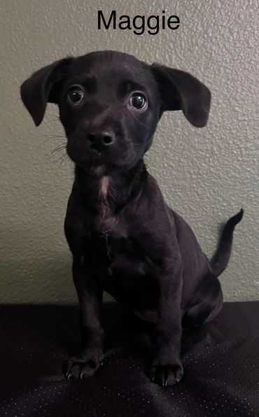 Maggie is a 3 month old chihuahua puppy whose Mom was abandoned by her people. She's black, with a little pinkish white stripe on her neck under her chin.