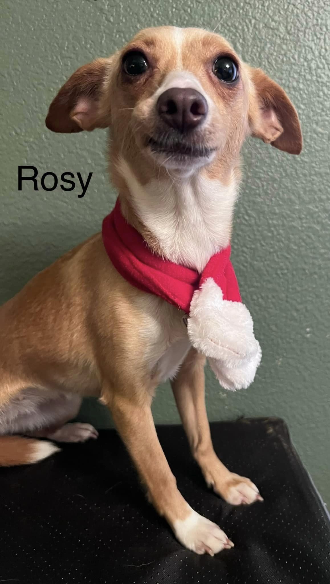 Rosy is a 1.5 year old tan and white chihuahua. Pictured here wearing a red and white scarf.