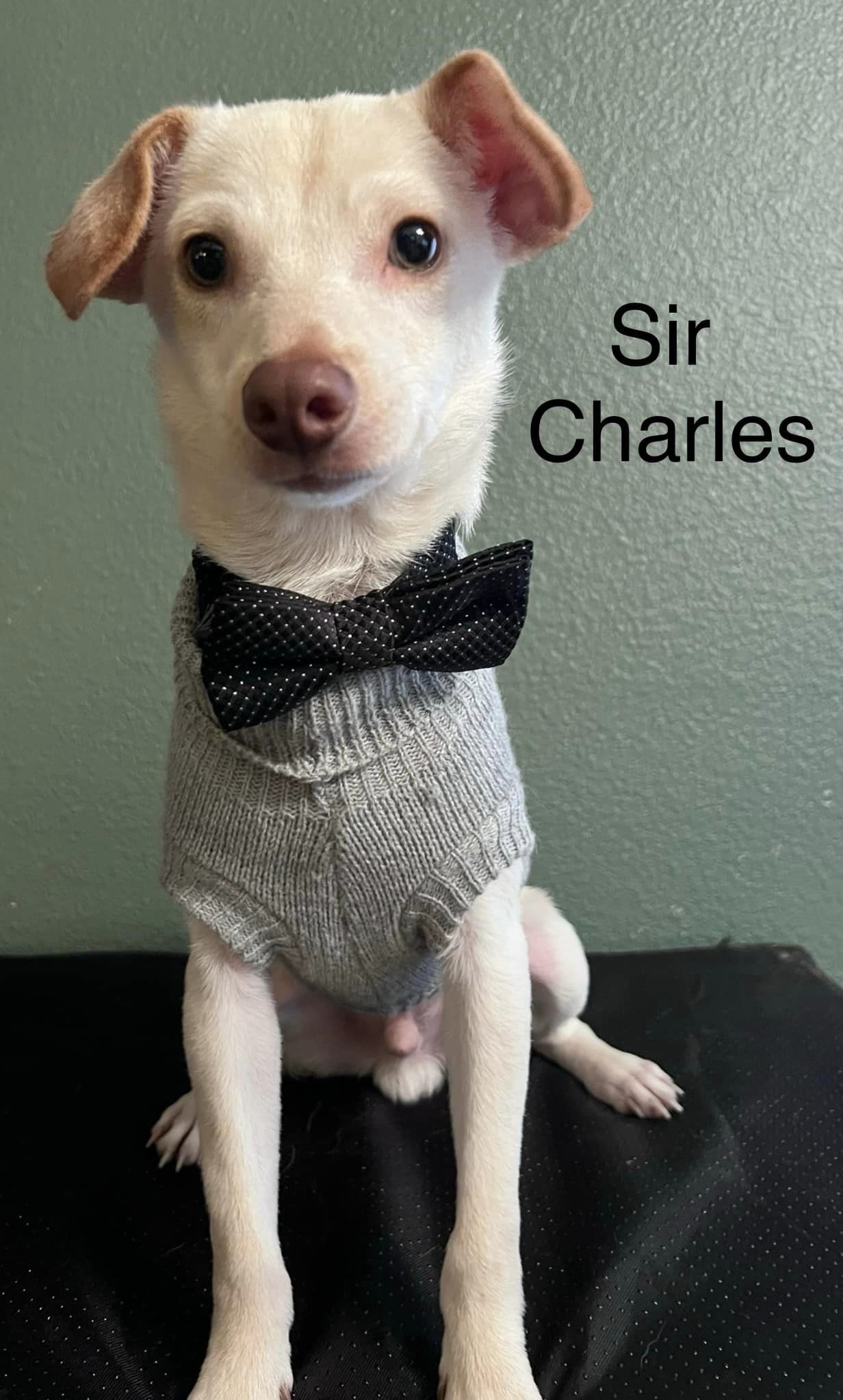 Sir Charles is a white and tan, 5 month old Chihuahua Terrier mix, pictured hear wearing a bowtie and cardigan.