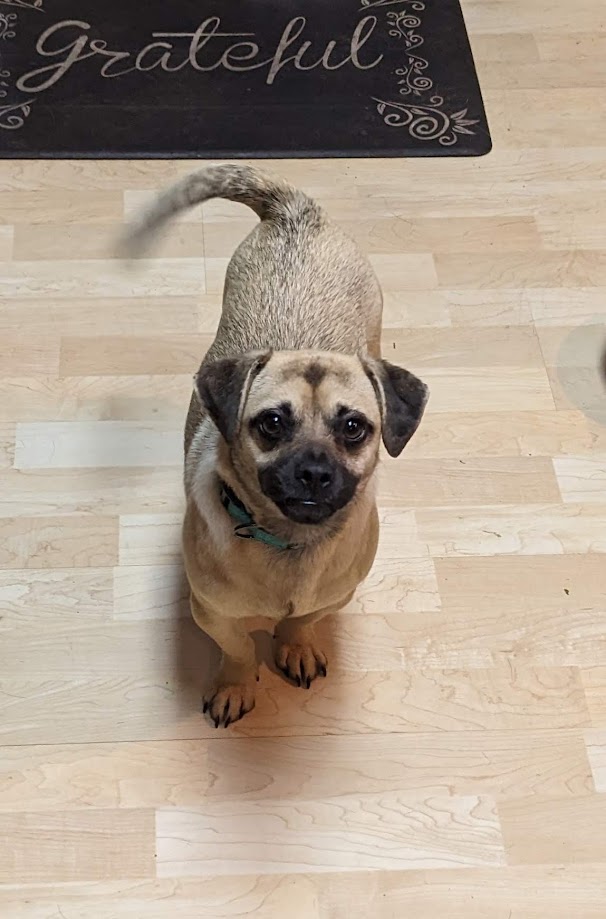 Chuggs is a 2 year old Chihuahua Pug, pictured standing on a wood floor standing beside a kitchen matt bearing the word grateful.